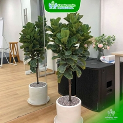 Cây Bàng Singapore Nhiều Cành Chậu Đứng