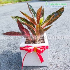 Cây Bao Thanh Thiên Quà Tặng