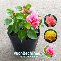 Cây Bông Bụp Thái Cánh Kép