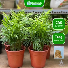 Cây Cau Tiểu Trâm