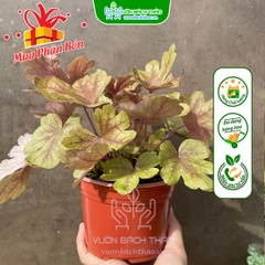 Cây Chuông San Hô (Cây Heuchera)