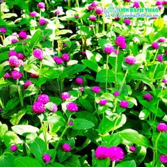 Cây Cúc Bách Nhật