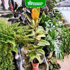 Cây Đa Búp Mint (Ficus Shivereana)