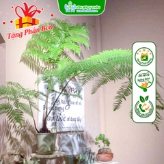 Cây Dương Xỉ Vua (King Fern)