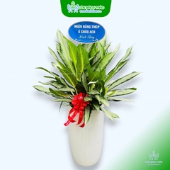 Cây Giữ Tiền Tặng Khai Trương, Tân Gia, Khởi Công, Động Thổ