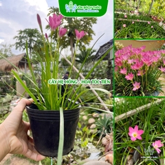 Cây Hẹ Hồng (Phong Huệ Hồng)