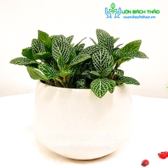Cây Cẩm Nhung, Lá May Mắn Để Bàn