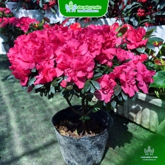 Cây Hoa Đỗ Quyên