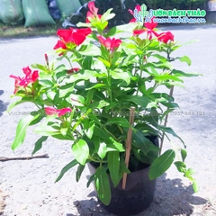 Cây Hoa Dừa Cạn Siêu Bông