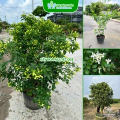 Cây Hoa Nguyệt Quế