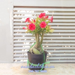 Cây Hoa Sứ Thái