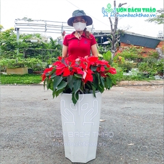 Cây Hoa Trạng Nguyên Chậu Đứng