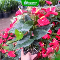 Cây Tiểu Hồng Môn