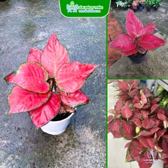 Cây Hồng Phát Lộc (Vạn Lộc Đỏ)