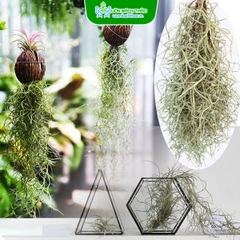 Cây Không Khí Tóc Tiên - Tillandsia Usneoides