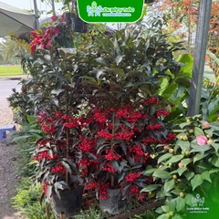 Cây Kim Ngân Lượng