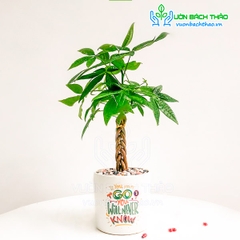 Cây Kim Ngân Bím Để Bàn