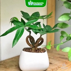Cây Kim Ngân Thắt Nơ Để Bàn