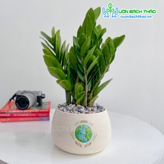 Cây Kim Tiền Để Bàn