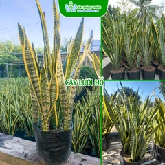 Cây Lưỡi Hổ