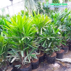Cây Trúc Mây (Mật Cật)
