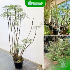 Cây Nam Thiền Trúc