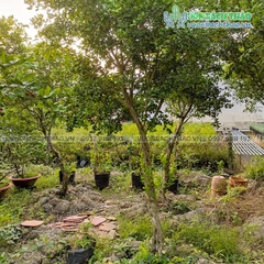 Cây Nguyệt Quế Cổ Thụ (Nguyệt Quế Lá Nhỏ)