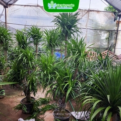Cây Phát Tài Núi (Đại Lộc)