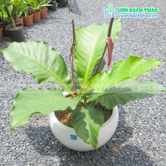Cây Ráng Tiền Để Bàn