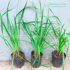 Cây Sả