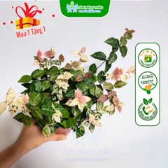 Cây Thằn Lằn Bông (Vảy Ốc Cẩm Thạch)