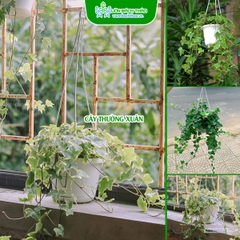 Cây Thường Xuân Chậu Treo