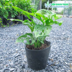 Cây Trầu Bà Cửa Sổ - Monstera Adansonii Var Adansonii