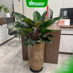 Chậu Cây Trầu Bà Đế Vương Đỏ