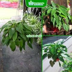 Cây Trầu Bà Tỉ Phú