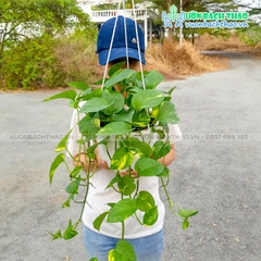 Cây Trầu Bà Xanh Ta Chậu Treo
