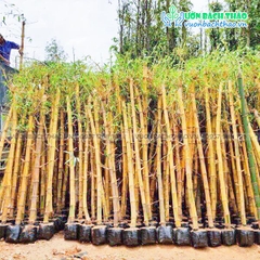 Cây Tre Vàng Sọc