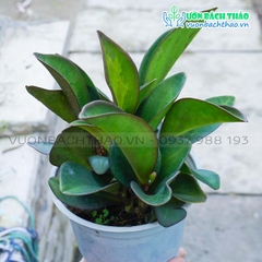 Cây Trường Sinh Tím