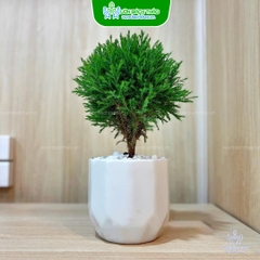 Cây Tùng Bồng Lai Để Bàn