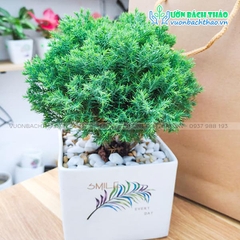 Cây Tùng Bồng Lai Để Bàn