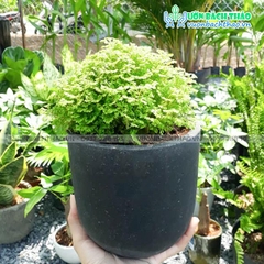 Cây Tùng Rêu Để Bàn