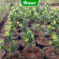 Cây Vạn Niên Tùng