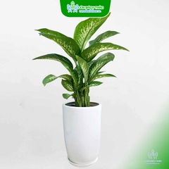 Cây Vạn Niên Thanh Chậu Đứng