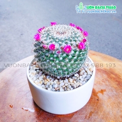 Cây Xương Rồng Bánh Sinh Nhật Để Bàn