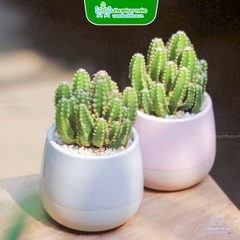 Cây Xương Rồng Thanh Sơn Để Bàn