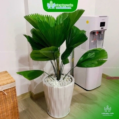Cây Kè Nhật Chậu Đứng