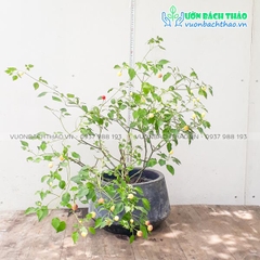 Cây Ớt Cảnh