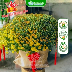 Hoa Cúc Mâm Xôi Bọc Bao Bố Trang Trí Tết