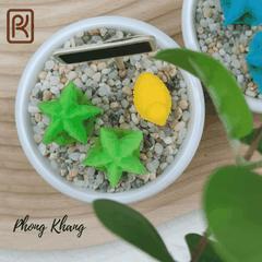 Khuôn silicon 4d làm rau câu hình xương rồng