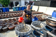 HOI AN CULTURAL CRUISE AND RHUM DISTILLERY TOUR